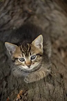 Cute Kittens By Jean-Michel Labat: Cat kitten on tree