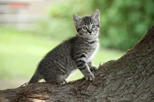 Cute Kittens By Jean-Michel Labat: Cat kitten on tree