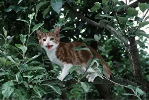 Worried: CAT - Kitten up a tree miaowing