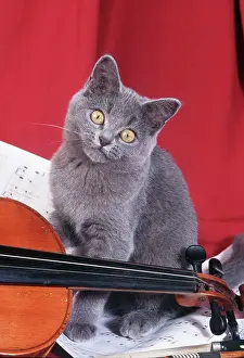 Violin: CAT - Kitten with violin