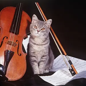 Violin: CAT - Kitten with violin