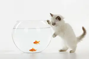 Goldfishes: CAT. Kitten watching fish in fish bowl