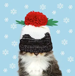 Pudding: Cat - Kitten wearing Christma pudding hat over eyes