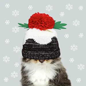 Pudding: Cat - Kitten wearing Christma pudding hat over eyes