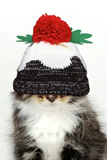 Pudding: Cat - Kitten wearing Christmas pudding hat over eyes