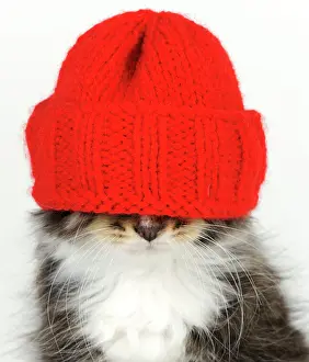 Dressed: Cat - Kitten wearing red hat over eyes