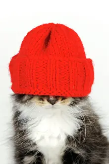 Quirky: Cat - Kitten wearing red hat over eyes