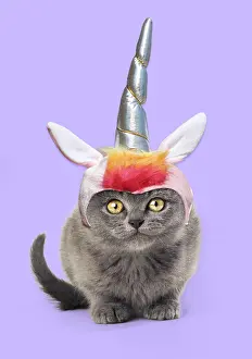 Unicorn: Cat - kitten wearing unicorn horn hat / headwear