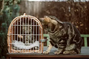 Waiting: CAT - Kitten in wicker pet carrier with cat waiting to meet
