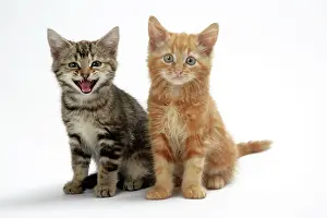 Miaowing: Cat - Two kittens