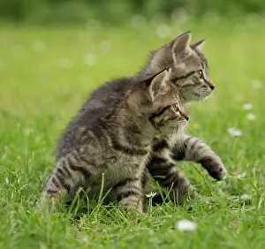 Lifting: Cat kittens