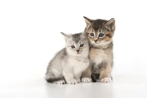080119: CAT. Kittens (6 wks old )silver and tabby, on