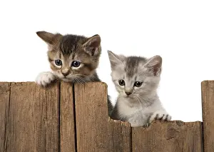 Somali: CAT. kittens (6 wks old ) silver & tabby