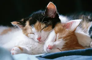 Sleeping: CAT - two kittens asleep together