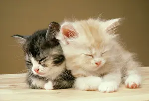 Sleeping: CAT - two kittens asleep