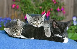 Eyes Closed: Cat - three kittens asleep together on blanket - oudoors
