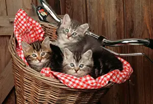Bikes: CAT - three kittens in a basket on bicycle