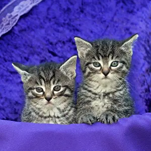 Comfortable: Cat - two kittens in basket with cushion