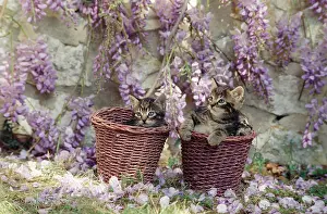 Wisteria: Cat - kittens in baskets by Wisteria