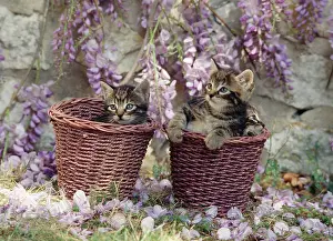 Wisteria: Cat - kittens in baskets by Wisteria