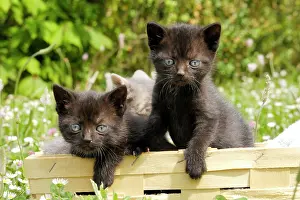 Baskets: Cat - Kittens in box