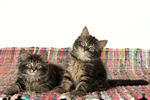 160820: CAT. Kittens, brown tabby (8 weeks old ) sitting