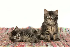 160820: CAT. Kittens, brown tabby (8 weeks old ) sitting