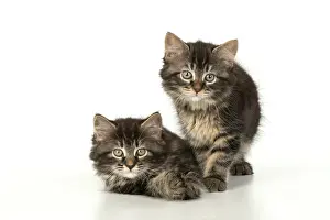 160820: CAT. Kittens, brown tabby (8 weeks old ) sitting