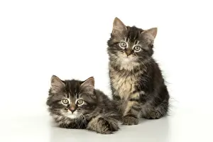 160820: CAT. Kittens, brown tabby (8 weeks old ) sitting
