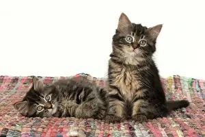 160820: CAT. Kittens, brown tabby (8 weeks old ) sitting