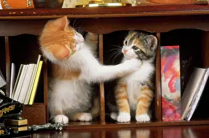 Bureau: Cat - kittens in bureau