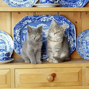 Unhygenic: Cat - kittens on dresser