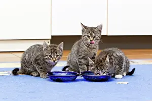 Kitchens: Cat - three kittens feeding in kitchen