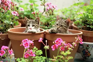 Flowerpots: Cat - kittens in flowerpots with Geraniums