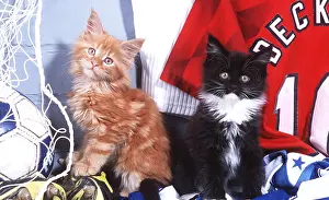 Ginger: CAT - TWO KITTENS & FOOTBALL GEAR / KIT