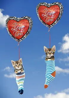 070219: Cat - Kittens hanging in socks from heart shaped