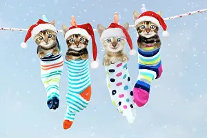 Stocking: Cat - Kittens hanging in socks wearing Christmas