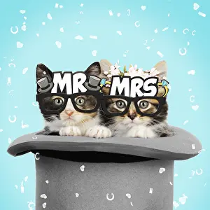 110418: Cat, Kittens in top hat, bride amp groom wearing