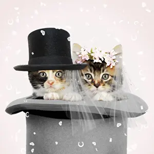 Groom: Cat. Kittens in top hat bride & groom wearing Top Ha