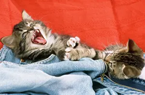 Playfighting: Cat - kittens in jeans playfighting