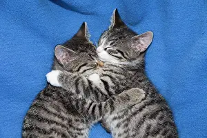 Eyes Closed: Cat - two kittens lying together asleep on blanket