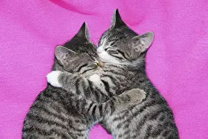 111219: Cat - two kittens lying together asleep on blanket