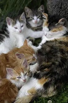 Nursings: Cat and kittens Manche France