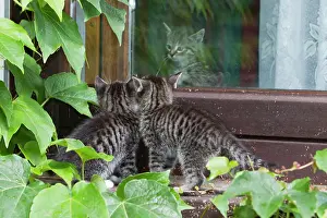 Inquisitive: Cat - two kittens peering at kitten through a glass door
