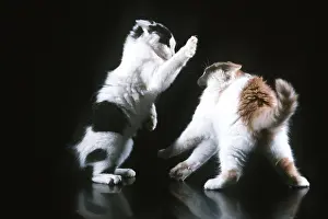 Playfighting: CAT - two kittens playfighting