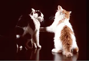 Playfighting: CAT - two kittens playfighting