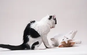 Playfighting: CAT - two kittens playfighting