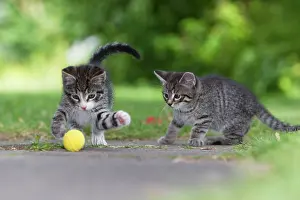 Excited: Cat - two kittens playing with ball in garden