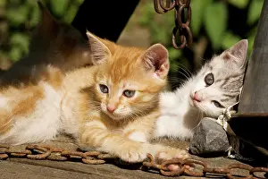 Courtyard: Cat - Kittens playing in farm courtyard