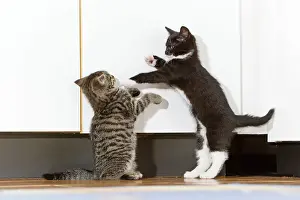 Kitchens: Cat - two kittens playing in kitchen
